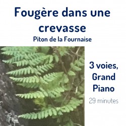 Fougère au Piton de la...