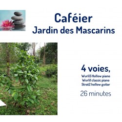 Jardin des Mascarins  Caféier
