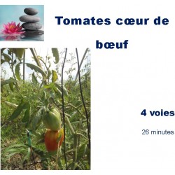 Tomate coeur de boeuf Bio