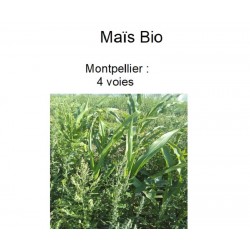 Maïs Bio