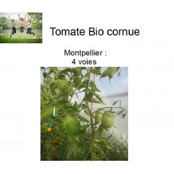 Tomate Bio cornue