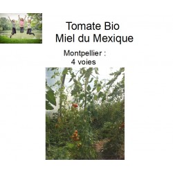 Tomate Bio Miel du Mexique