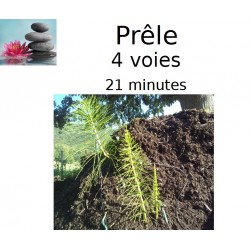 Prêle