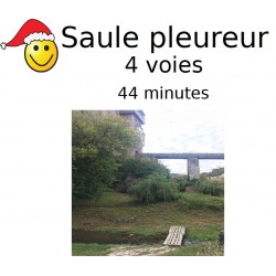 Saule pleureur