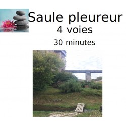 Saule pleureur