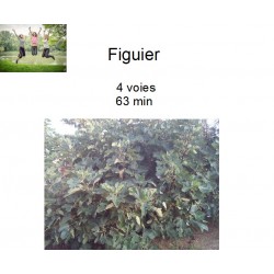 Figuier