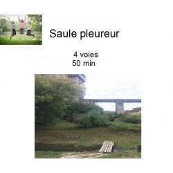 Saule pleureur