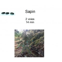 sapin des Carpates