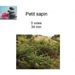 petit sapin des Carpates