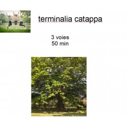 terminalia catappa