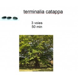 terminalia catappa