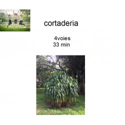 Cortaderia