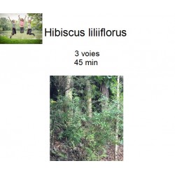 hibiscus liliiflorus