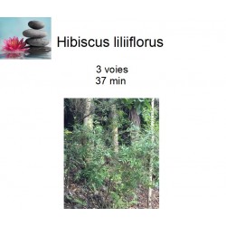 hibiscus liliiflorus