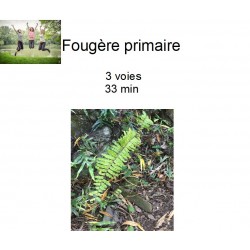 Fougère primaire