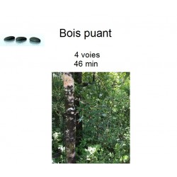 Bois puant